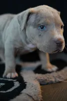 processed/43c4599b-91a0-4dac-8a14-d1f228e7dca1/listing/e70e6b2a-af58-4288-b7e3-132cbf2d2597/5567d81e-6f2d-402e-b8bb-10e8f71474bb