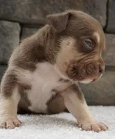 Chip, a male American Bully for sale in Orlando, FL – 3 of 8