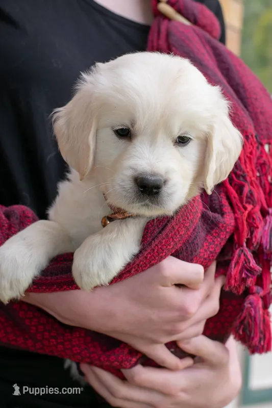 Mr. Brown – Golden Retriever puppy for sale in Colorado Springs, CO