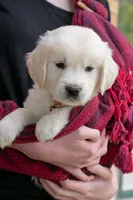 Mr. Brown, a male Golden Retriever for sale in Colorado Springs, CO – 1 of 9