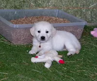 Mr. Brown, a male Golden Retriever for sale in Colorado Springs, CO – 4 of 9