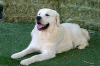 Mr. Brown, a male Golden Retriever for sale in Colorado Springs, CO – 9 of 9