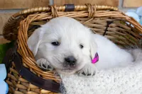 Miss Purple, a female English Cream Golden Retriever for sale in Colorado Springs, CO – 1 of 7
