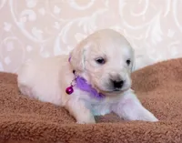 Miss Purple, a female English Cream Golden Retriever for sale in Colorado Springs, CO – 2 of 7