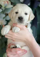 Mr. Brown, a male Golden Retriever for sale in Colorado Springs, CO – 5 of 9