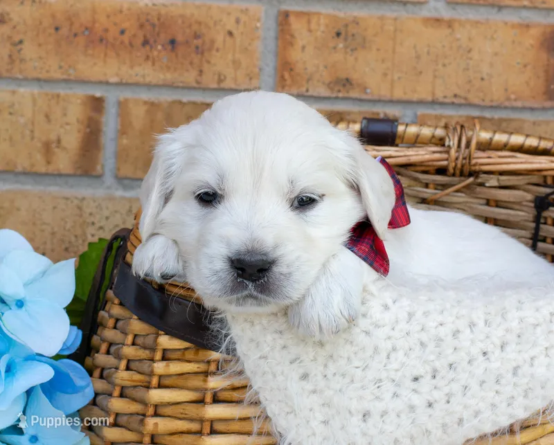 Miss Red – Golden Retriever puppy for sale in Colorado Springs, CO
