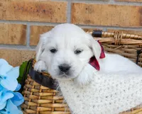 Miss Red, a female Golden Retriever for sale in Colorado Springs, CO – 1 of 8