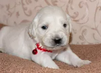 Miss Red, a female Golden Retriever for sale in Colorado Springs, CO – 2 of 8