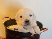 Mr. Blue, a male English Cream Golden Retriever for sale in Colorado Springs, CO – 2 of 7