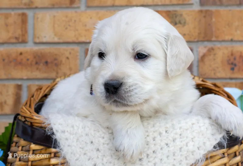 Mr. Blue – English Cream Golden Retriever puppy for sale in Colorado Springs, CO