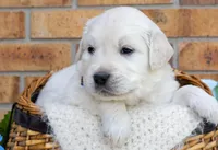 Mr. Blue, a male English Cream Golden Retriever for sale in Colorado Springs, CO – 1 of 7