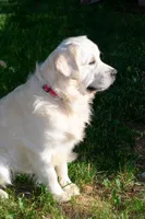 Mr. Blue, a male English Cream Golden Retriever for sale in Colorado Springs, CO – 6 of 7
