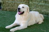 Mr. Blue, a male English Cream Golden Retriever for sale in Colorado Springs, CO – 7 of 7