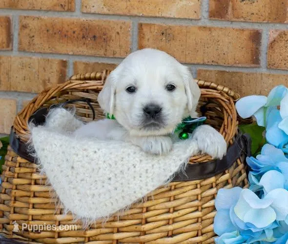 Mr. Green – Golden Retriever puppy for sale in Colorado Springs, CO