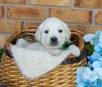 Mr. Green, a male Golden Retriever for sale in Colorado Springs, CO – 1 of 8