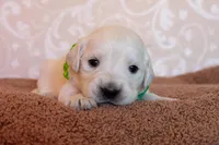 Mr. Green, a male Golden Retriever for sale in Colorado Springs, CO – 2 of 8