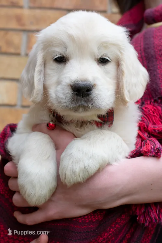 Miss Red – Golden Retriever puppy for sale in Colorado Springs, CO