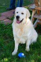 Mr. Grey, a male Golden Retriever for sale in Colorado Springs, CO – 4 of 9