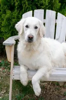 Mr. Grey, a male Golden Retriever for sale in Colorado Springs, CO – 9 of 9
