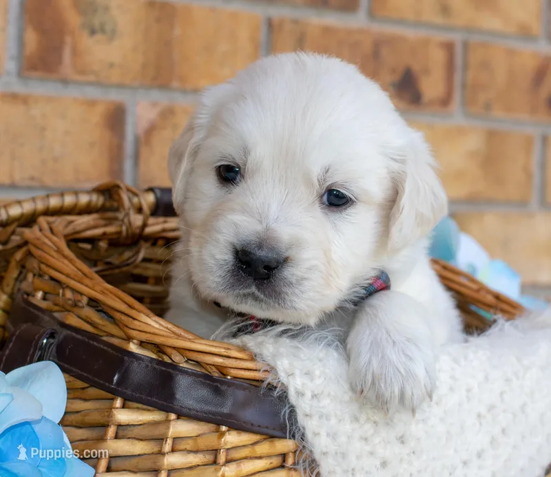 Mr. Grey – Golden Retriever puppy for sale in Colorado Springs, CO