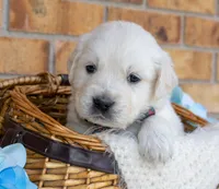 Mr. Grey, a male Golden Retriever for sale in Colorado Springs, CO – 1 of 9