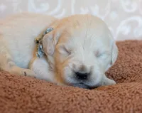 Mr. Grey, a male Golden Retriever for sale in Colorado Springs, CO – 3 of 9