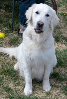 Mr. Grey, a male Golden Retriever for sale in Colorado Springs, CO – 7 of 9