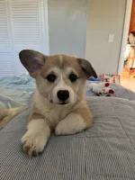 Mayo, a male Pembroke Welsh Corgi for sale in Lexington, SC – Photo 8 of 10