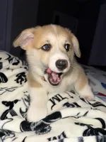 Mayo, a male Pembroke Welsh Corgi for sale in Lexington, SC – Photo 7 of 10