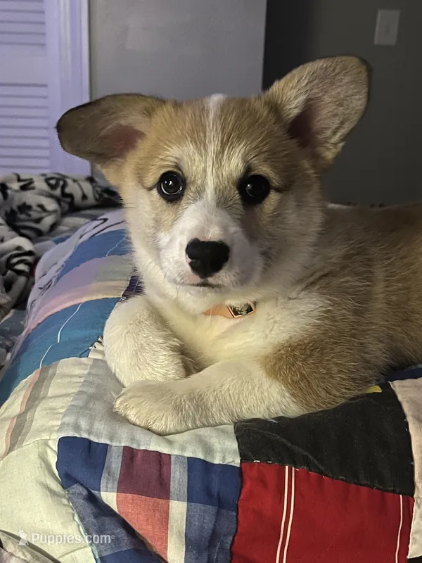 Mayo – Pembroke Welsh Corgi puppy for sale in Lexington, SC