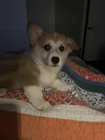 Mayo, a male Pembroke Welsh Corgi for sale in Lexington, SC – Photo 6 of 10