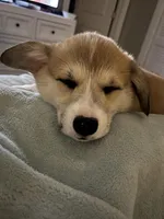 Mayo, a male Pembroke Welsh Corgi for sale in Lexington, SC – Photo 3 of 10