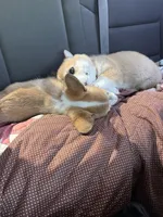 Mayo, a male Pembroke Welsh Corgi for sale in Lexington, SC – Photo 10 of 10