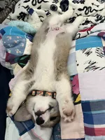 Mayo, a male Pembroke Welsh Corgi for sale in Lexington, SC – Photo 4 of 10