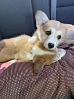 Mayo, a male Pembroke Welsh Corgi for sale in Lexington, SC – Photo 9 of 10