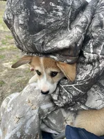 Pickles, a female Pembroke Welsh Corgi for sale in Lexington, SC – Photo 7 of 10