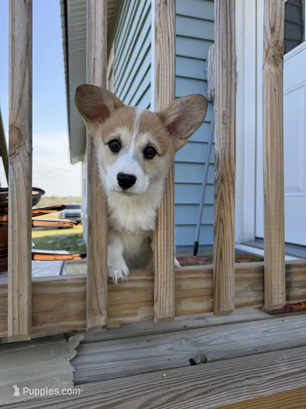 Pickles – Pembroke Welsh Corgi puppy for sale in Lexington, SC