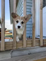 Pickles, a female Pembroke Welsh Corgi for sale in Lexington, SC – Photo 1 of 10