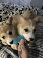 Pickles, a female Pembroke Welsh Corgi for sale in Lexington, SC – Photo 4 of 10