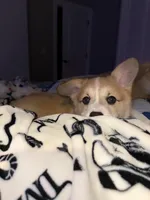 Pickles, a female Pembroke Welsh Corgi for sale in Lexington, SC – Photo 2 of 10