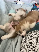 Pickles, a female Pembroke Welsh Corgi for sale in Lexington, SC – Photo 6 of 10