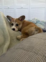 Pickles, a female Pembroke Welsh Corgi for sale in Lexington, SC – Photo 5 of 10