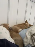 Pickles, a female Pembroke Welsh Corgi for sale in Lexington, SC – Photo 10 of 10