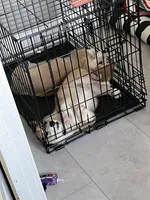 Pickles, a female Pembroke Welsh Corgi for sale in Lexington, SC – Photo 3 of 10