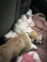 Pickles, a female Pembroke Welsh Corgi for sale in Lexington, SC – Photo 8 of 10