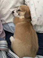 Pickles, a female Pembroke Welsh Corgi for sale in Lexington, SC – Photo 9 of 10