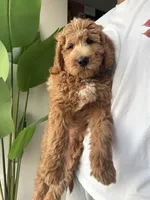 Monty , a male Goldendoodle for sale in Portland, OR – 2 of 4