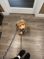 Monty , a male Goldendoodle for sale in Portland, OR – 3 of 4