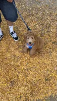 Monty , a male Goldendoodle for sale in Portland, OR – 4 of 4