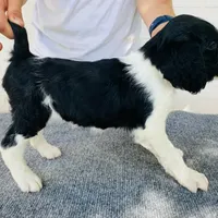 Cricket, a female English Springer Spaniel for sale in Dallas, TX – Photo 4 of 8